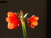 Amaryllis