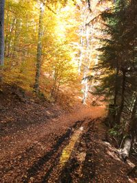 Waldweg